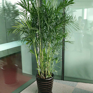 大型植物