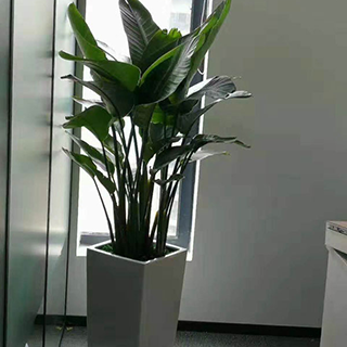大型植物