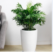 租赁植物带来绿色生活,带你呼吸新鲜空气